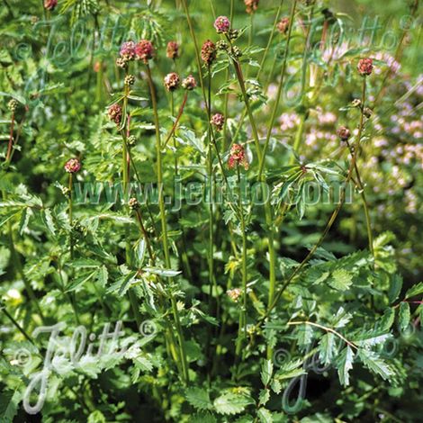 Sanguisorba - Pimprenelle minor/Lot de 3 godets