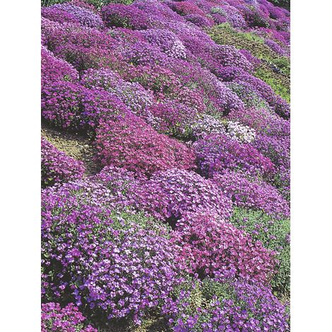 Aubriète 'Cascade Mix' le sachet de 850 graines (0,25g) (1/2)