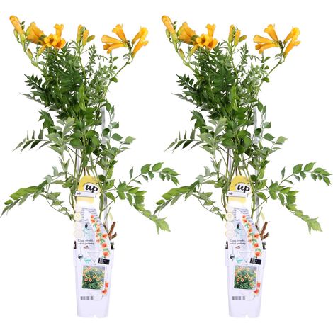 Bignone Jaune Campsis Summer Jazz Gold Trumpet Plante Grimpante Lot de 2 Hauteur 65 cm - PANGIVO