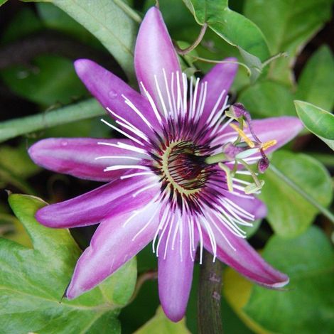 Passiflora Violacea pianta rampicante in vaso ø9 cm con canna h. 60 cm