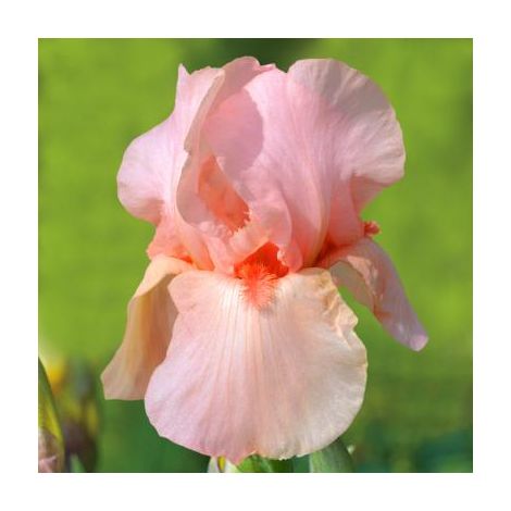 IRIS DES JARDINS FLAMANT ROSE - LE GODET