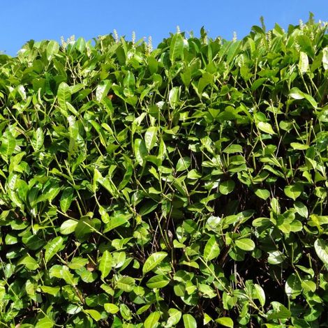 Laurier cerise Rotundifolia - Prunus laurocerasus Rotundifolia 100cm en Pot 10L
