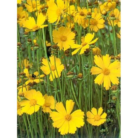 Oeil de jeune fille 'Badengold' Godet de 8/9 cm (1/2)