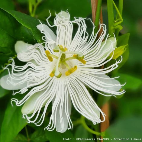 Passiflore à fruits Cooltropics® Snowstar®/Godet - 5/20 cm (1/5)