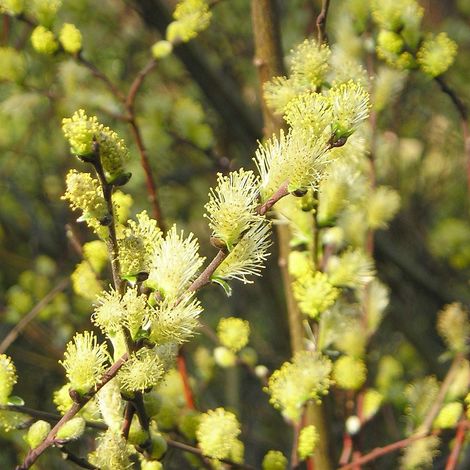Salix repens - Saule rampant Pot de 2L/3L (1/5)