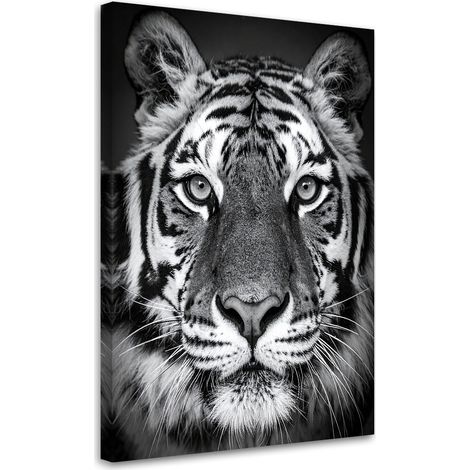 Tableaux, Tigre africain noir et blanc,20x30 (1/4)