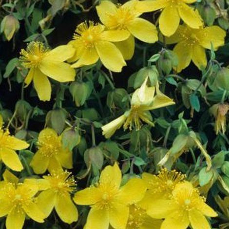 Hypericum densiflorum 'Buttercup' - 30-40 cm pot (1/4)