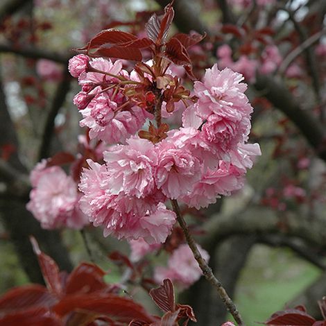 Cerisier du Japon 'Royal Burgundy' - 60-80 cm pot