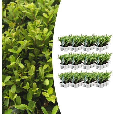 Ilex crenata 'Jenny' Houx du Japon Persistant pour Haie et Topiaire - Lot de 72 - Ø 7 cm H 15 cm - PANGIVO (1/5)