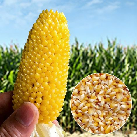 Graines de maïs à éclater, graines de maïs ananas, adaptées à la germination ou à la plantation (60 graines) (1/5)