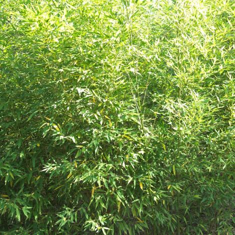 Bambou doré, Phyllostachys/Pot de 25L - 175/200 cm (1/4)