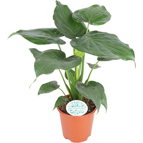 Alocasia Cucullata Plante Verte d'Intérieur Main de Bouddha Pot Ø21 cm Hauteur 80 cm - PANGIVO (1/4)