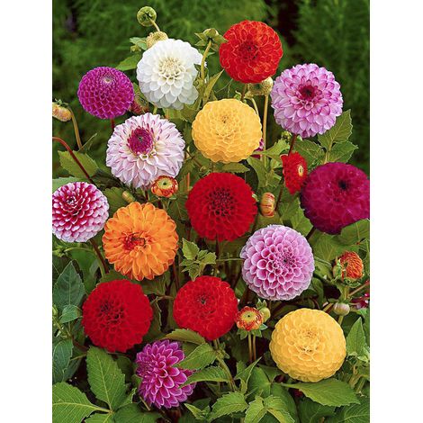 Dahlia variabilis 'Pompon Mix' le sachet de 50 graines environ (0,6g)