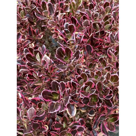 Coprosme, Plante miroir 'Pacific Dawn' Pot de 2L/3L