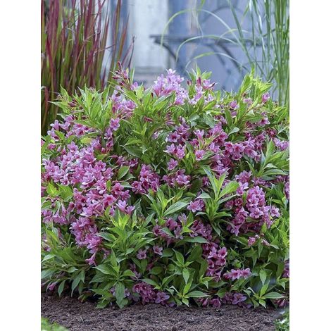 Weigela 'Picobella Rosa' Pot de 2L/3L (1/2)
