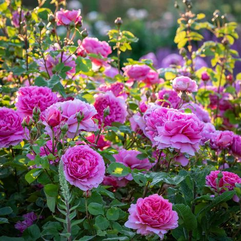 Gardenaria Rosa 'Princess Alexandra of Kent' - Rosa da giardino - Altezza: 40/50 cm (vaso20) (1/4)