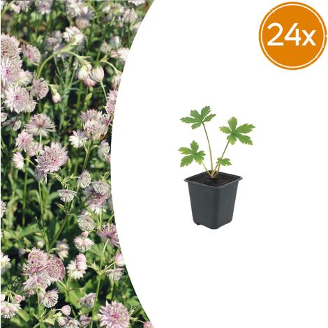 Lot de 24 Astrantia major Grande Astrance Plante Vivace pour Massif et Jardin Ø9cm H10-25cm - PANGIVO (1/5)