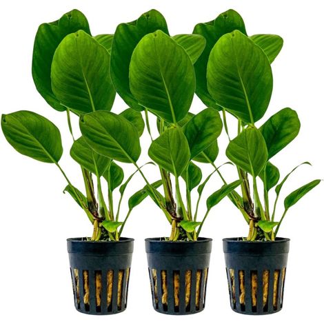 Aquarium Pflanze 3 Stück Anubias heterophylla Topf Nr.302