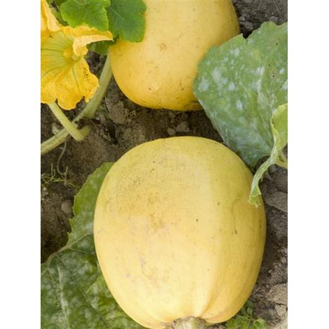 Courge 'Melonnette Jaspée de Vendée' le sachet de 10 graines (2g)