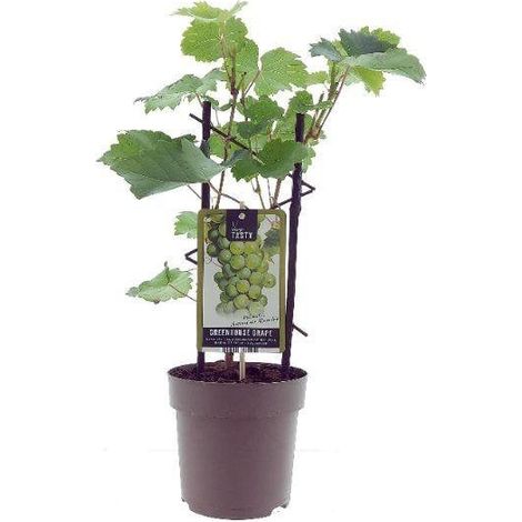Vitis muscat d’Alexandrie plante grimpante vigne fruitière feuilles vertes pot 15 cm hauteur 40 cm - PANGIVO