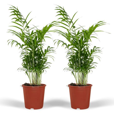 Lot de 2 Palmiers de Montagne Chamaedorea Elegans Plante d'Intérieur Verte Ø17cm H55cm - PANGIVO (1/5)
