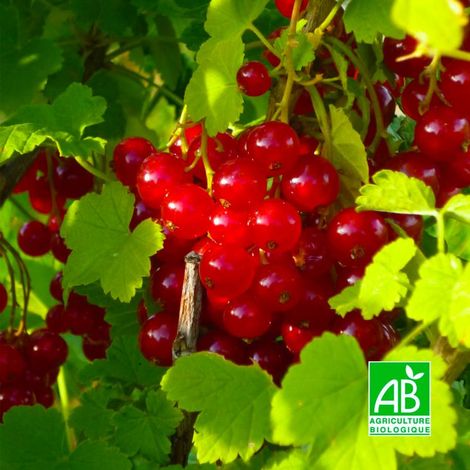 Groseillier à grappes 'Versaillaise rouge' BIO (Ribes rubrum 'Versaillaise rouge')