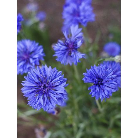 Centaurée 'Jubilee Gem' le sachet de 450 graines (2,5g) (1/2)