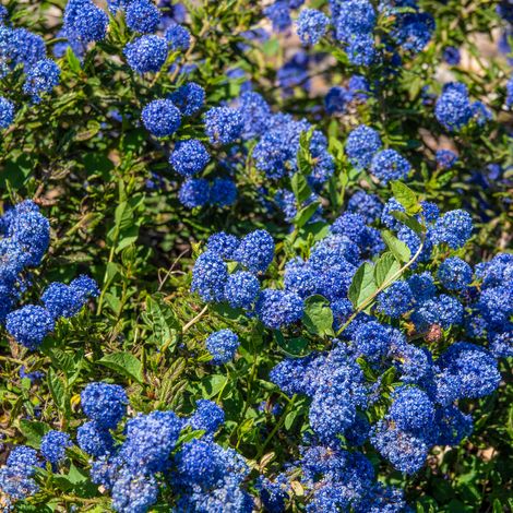 Céanothe italian skies - Ceanothus italian skies Pot 3L