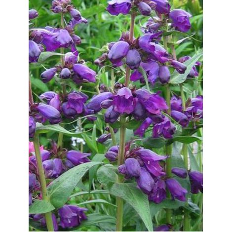 Galane 'Purple Passion' Godet de 8/9 cm