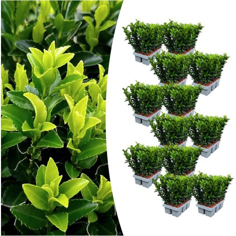 Lot de 72 Fusains du Japon Euonymus Green Spire pour Haie et Bordure Ø 7 cm H 15 cm - PANGIVO (1/4)