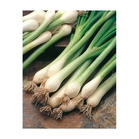 OIGNON BLANC ISHIKURA - 1 G