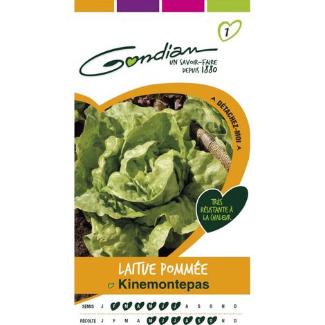 Gondian - Laitue Pommée Kinemontepas (1/3)