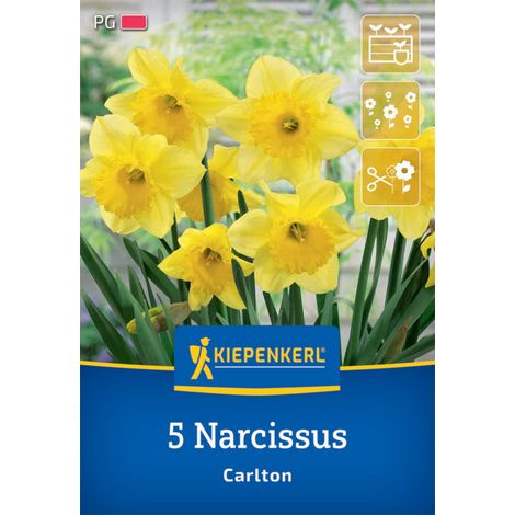 Kiepenkerl Herbstblumenzwiebel Narzisse Carlton 5 Pflanzen (1/2)