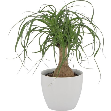 Beaucarnea Nolina Recurvata con Vaso in Ceramica Pianta Mangiafumo - H 30-40 cm Vaso Ø 14 cm