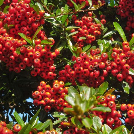 Buisson ardent Orange Glow, Pyracantha/Pot de 7,5L - 100/150 cm (1/3)