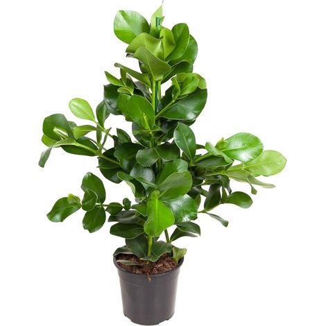 Clusia Rosea - Plante d'Intérieur Verte Robuste - Feuilles Brillantes - 100 cm - Pot ø24 cm - PANGIVO (1/4)