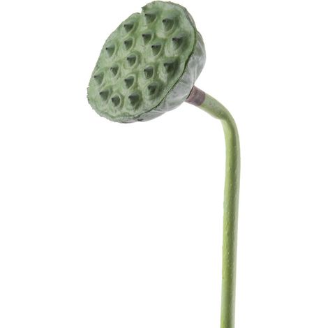 RAMO LOTO DECORATIVA 7X84CM VERDE