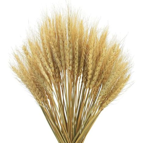 Epis De Blé Séchés - Décoration Naturelle Pour Mariage Bohème Et Fête Rustique - Lot De 100 (1/5)