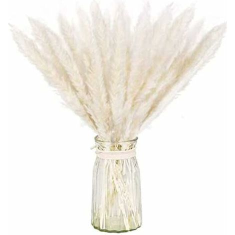 Lot séché naturel d'herbe de pampa sèche pour la décoration intérieure 20pcs (blanc) (1/5)