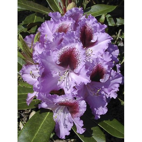 Rhododendron 'Kabarett' Pot de 4L/5L (1/3)
