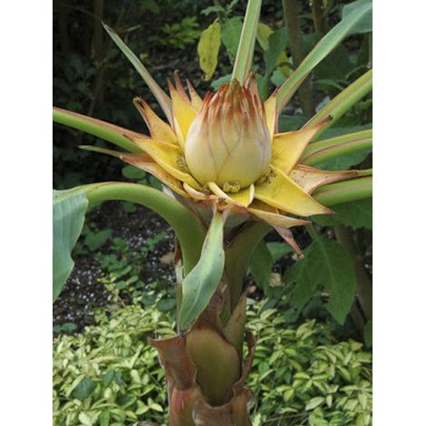 Bananier nain chinois, Lotus d'or Pot de 3L/4L