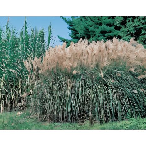 Gardenaria Miscanthus sinensis 'Malepartus' - Graminacea ornamentale da esterno - Altezza: 60 cm (vaso 17)
