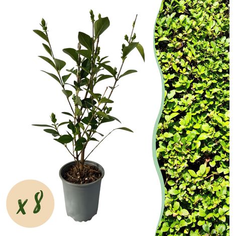 Troène de Californie Ligustrum Ovalifolium - 8 Plantes de Haie Persistantes - Pot 9cm H35-40cm - PANGIVO (1/5)