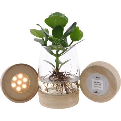 Clusia en Hydroponie dans Vase en Verre avec LED - Plante Verte Intérieur Ø 12 cm H 30 cm - PANGIVO (1/4)