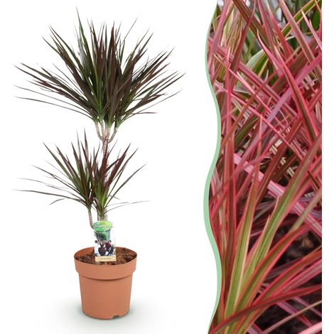Dracaena Magenta Plante d'Intérieur Arbre à Sang de Dragon Rouge Pot 21cm Hauteur 90-100cm - PANGIVO (1/5)