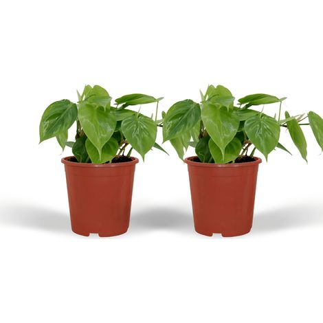 Lot de 2 Philodendron Scandens Plantes d’Intérieur Feuillage Vert Brillant Pot 12 cm Hauteur 15 cm - PANGIVO (1/5)