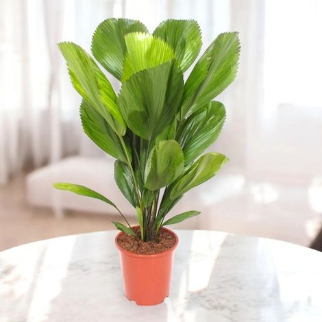 Gardenaria Licuala - Pianta da interno ornamentale - Altezza: 80 cm (vaso 19) (1/5)
