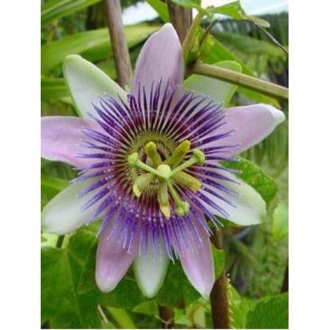 Passiflore 'Impératrice Eugénie' Pot de 3L/4L (1/3)