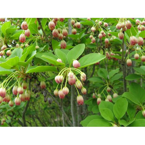 1 PIANTA DI ENKIANTHUS CAMPANULATUS VASO 19CM