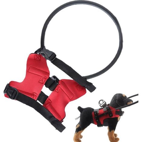 Collier de protection Halo pour chiens aveugles, avec pare-chocs réglable, accessoire de sécurité pour la marche. (1/4)